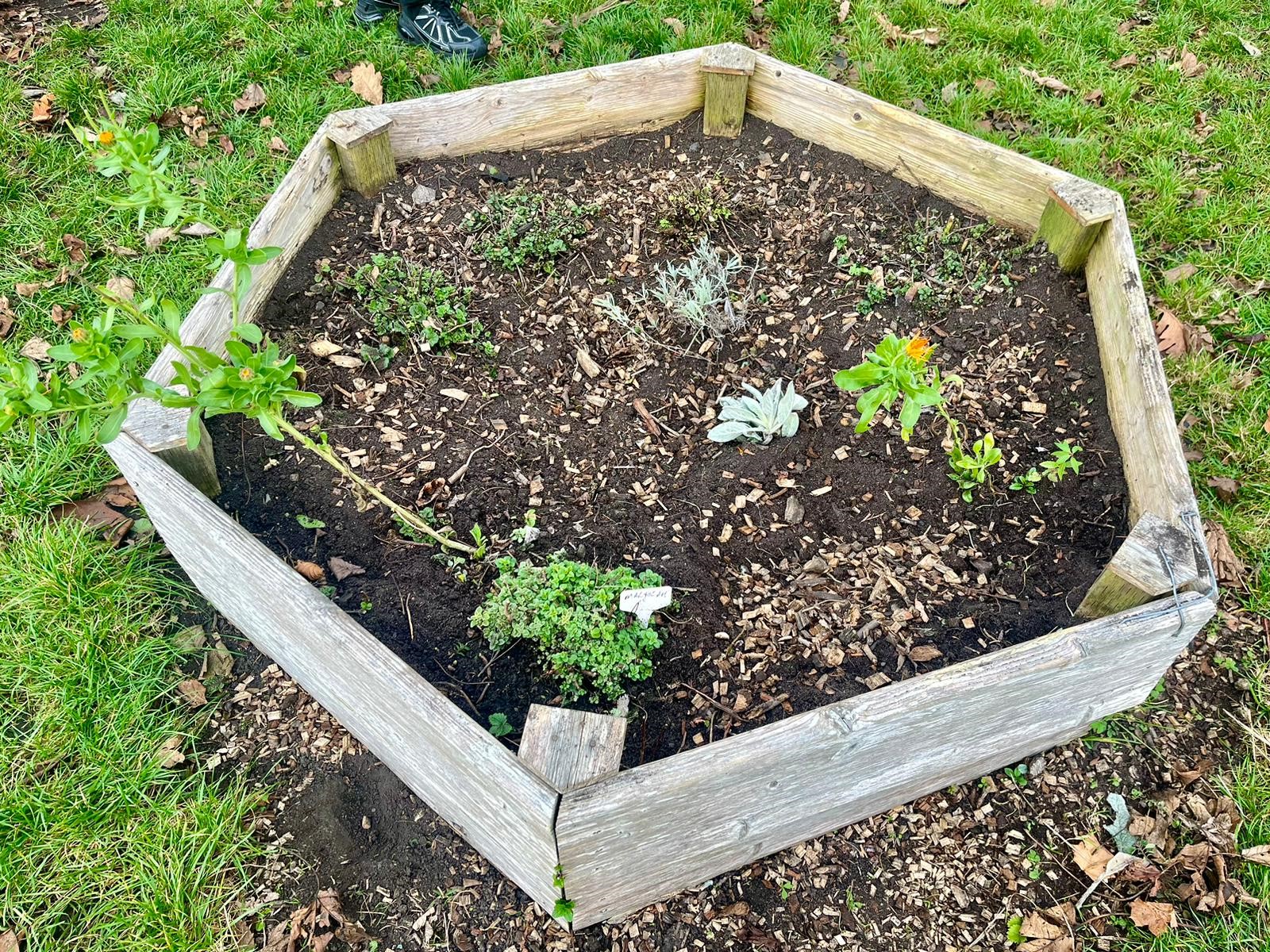 A hexagon planting bed with soil and plants in the middle