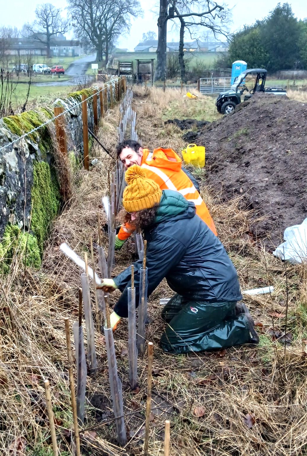 Two people planting young trees outside